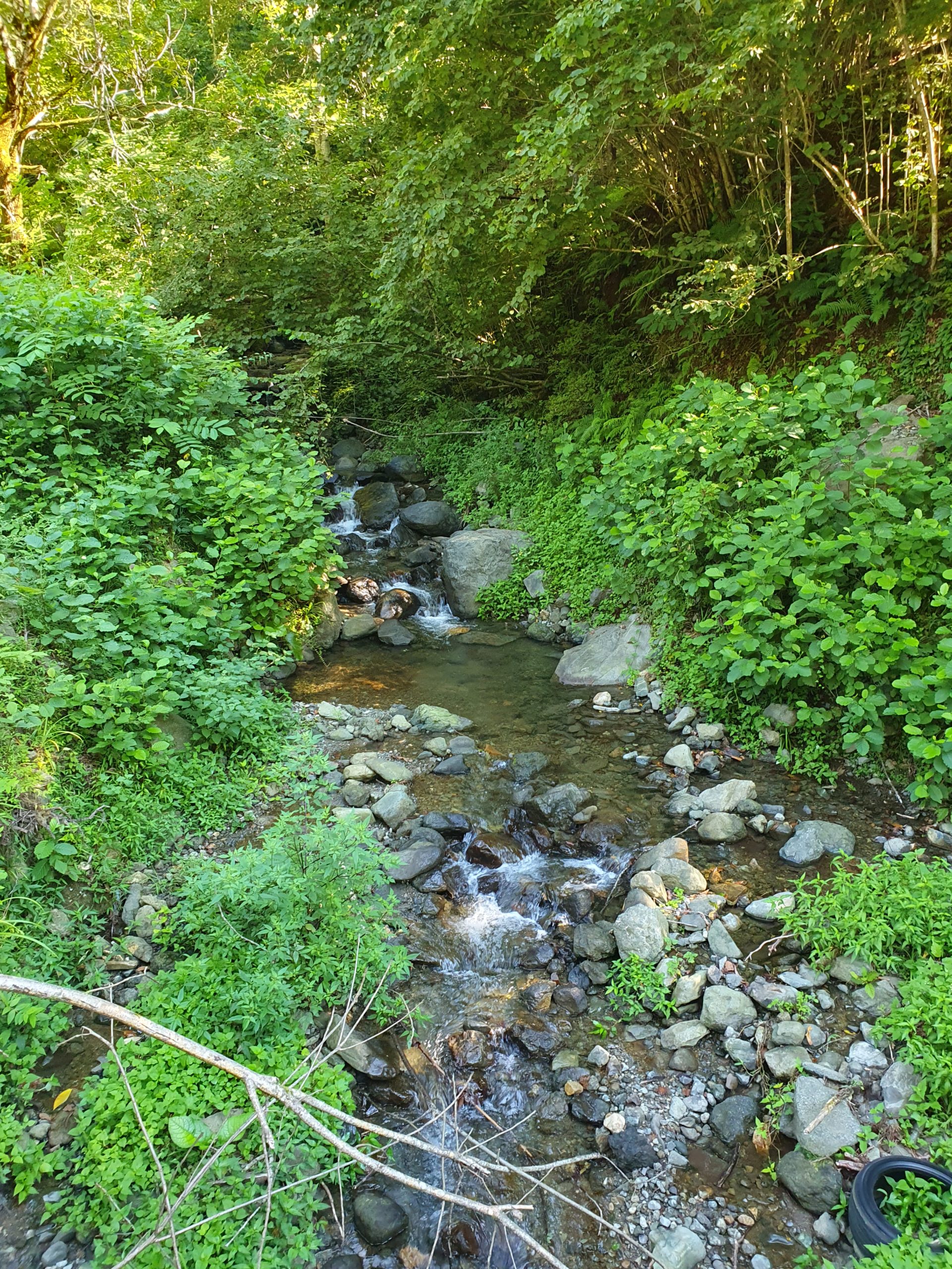 река среди зелени