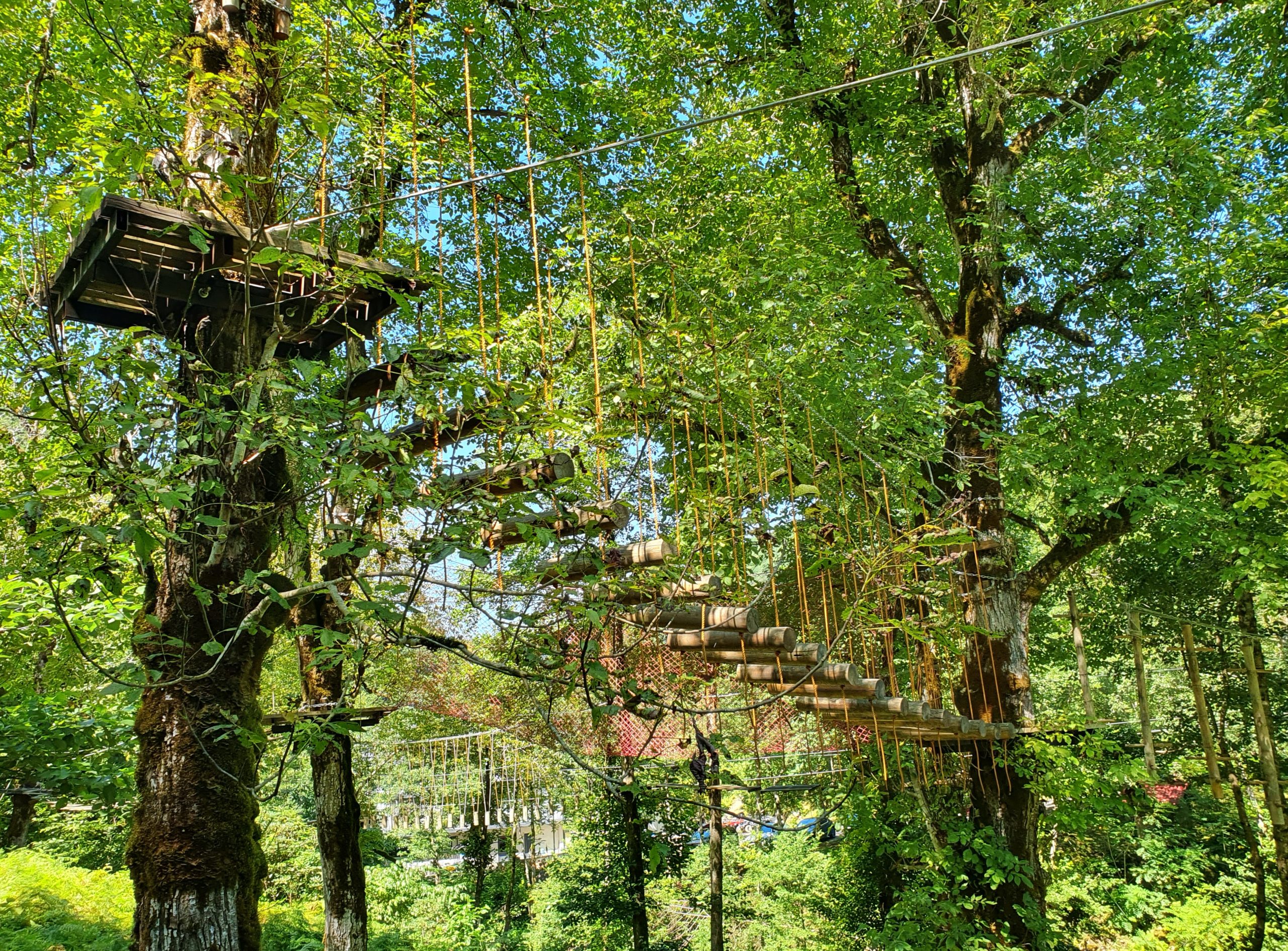 верёвочный маршрут среди деревьев