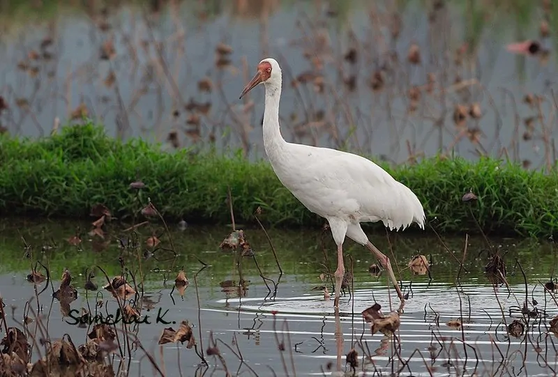 белый журавль идёт через воду