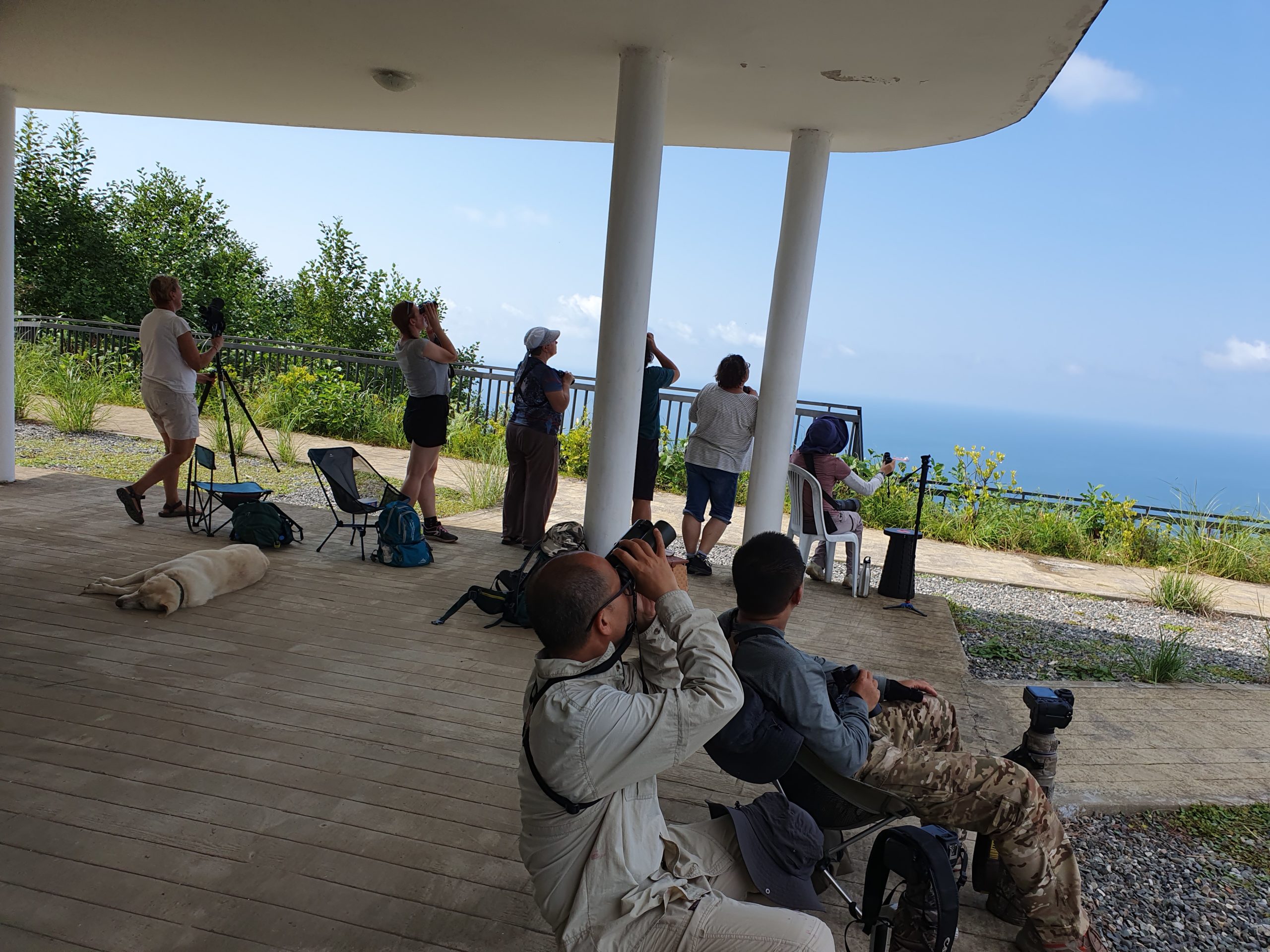 наблюдение за перелётом птиц