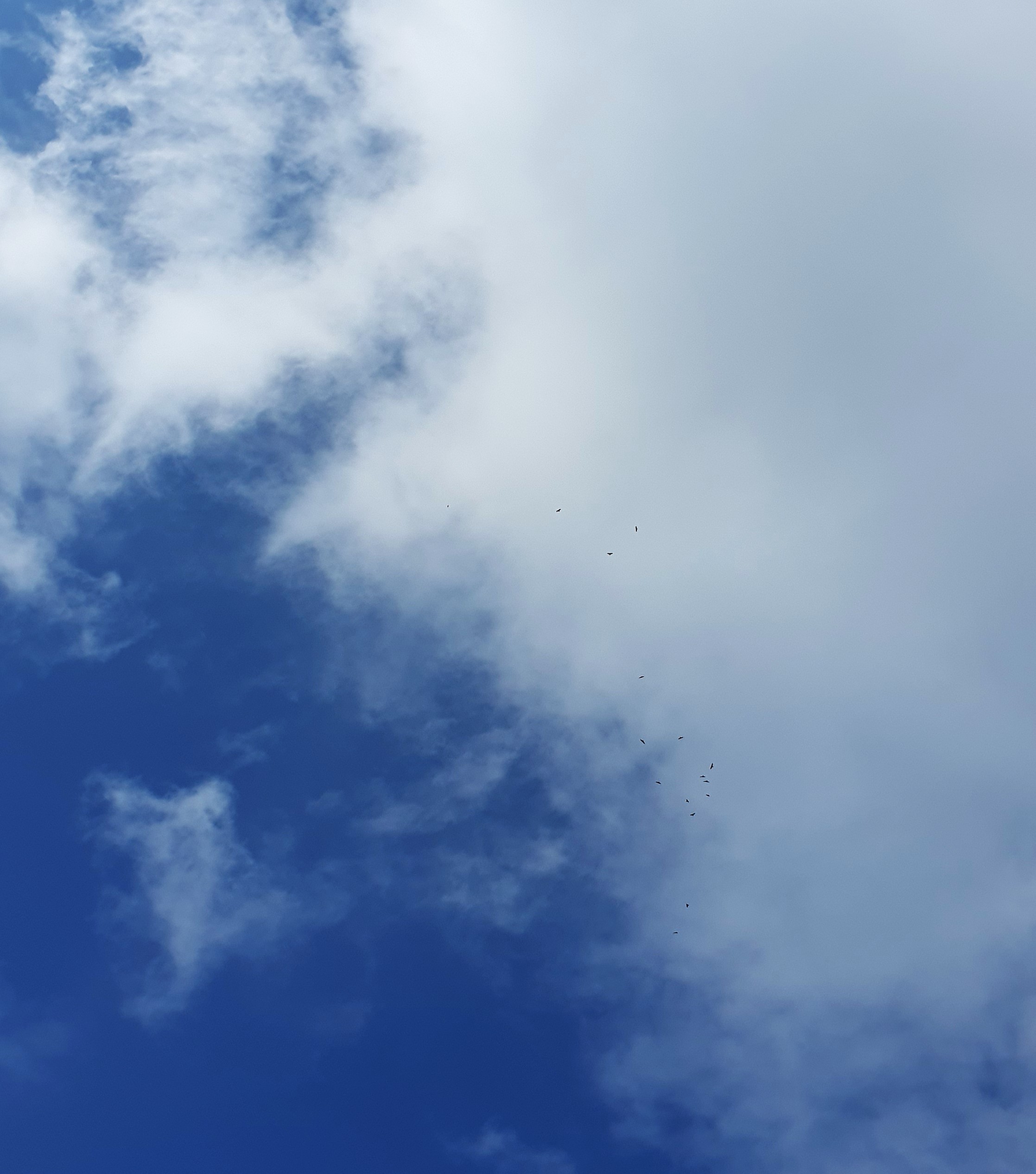 вид на перелёт птиц