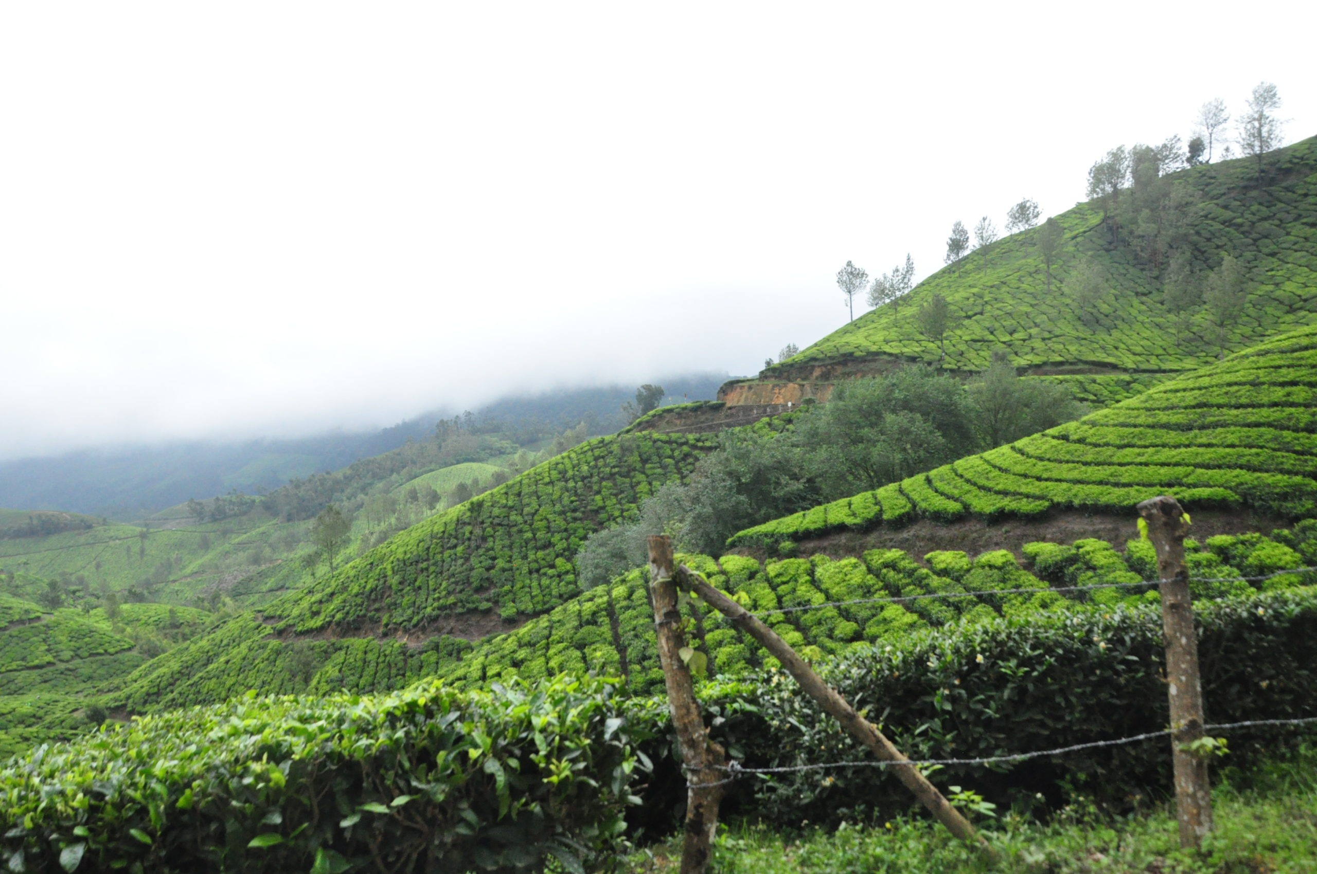вид на чайную плантацию в Китае