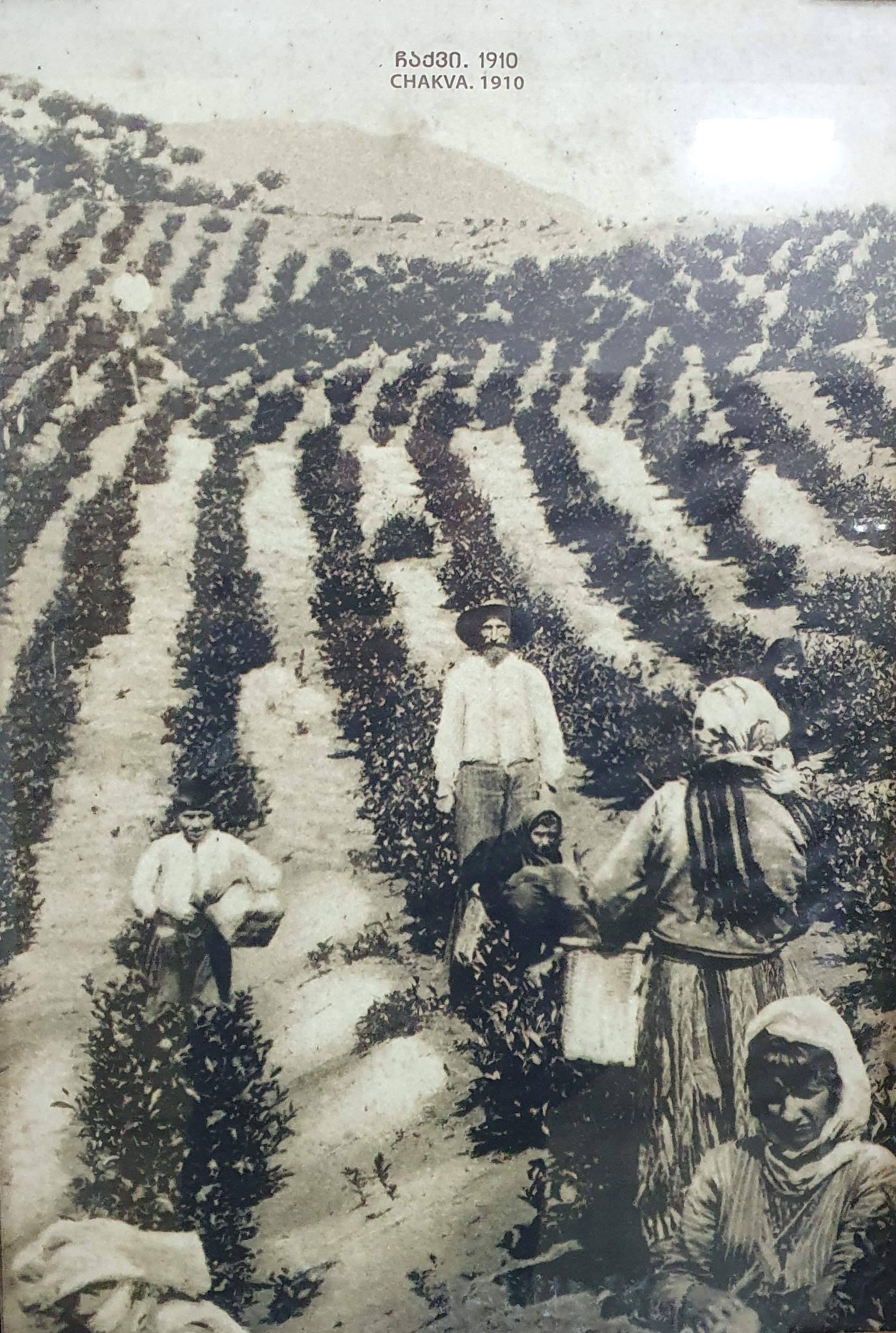 фермеры трудятся на плантации в Чакви