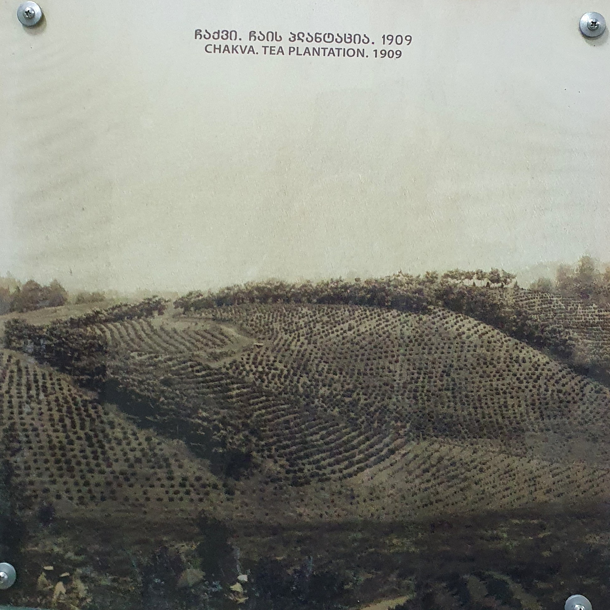 чёрно белое фото плантации в Чакви, 1909 год