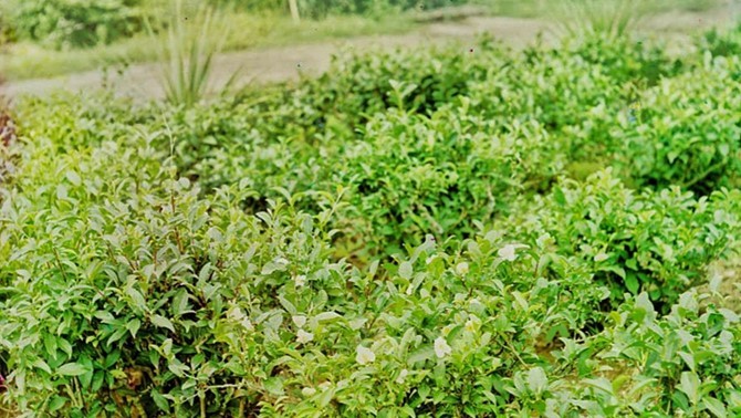 чайный куст в цвету