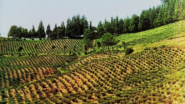 чайные плантации в Чакви в цвету, 1912 год