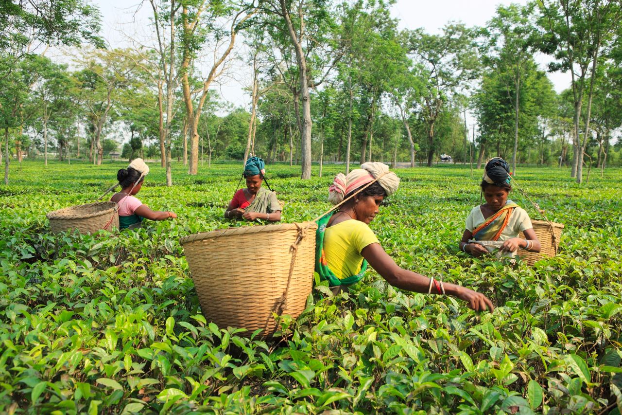 женщины трудятся на плантации в Индии