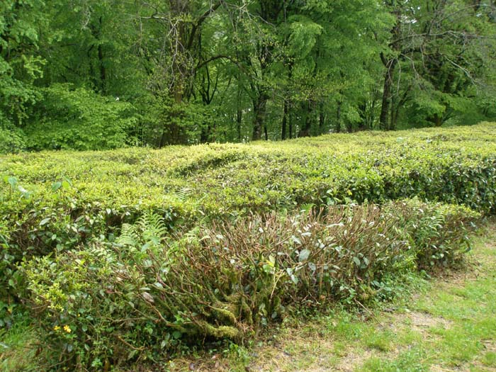 кусты Краснодарского чая