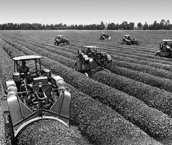 сбор чая при помощи тяжёлой техники