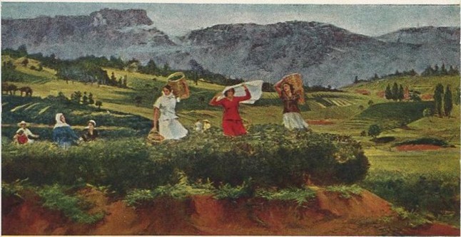 рисунок сбора чая