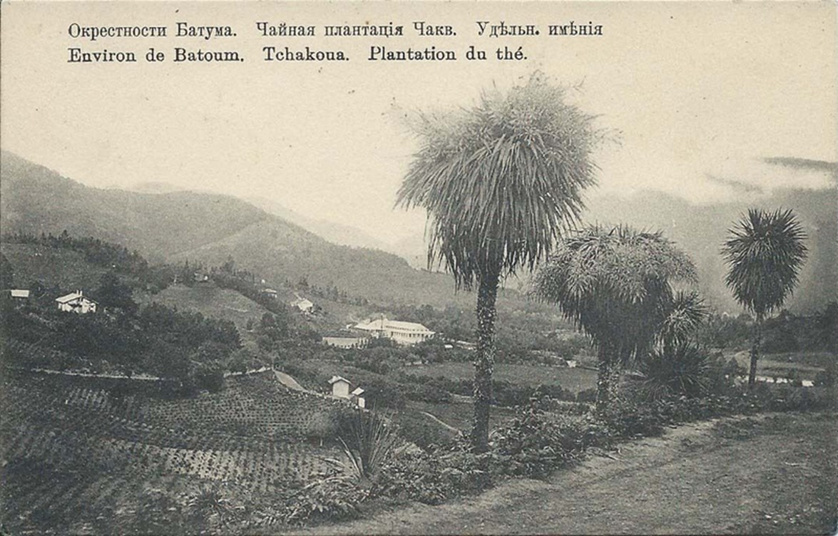 чёрно белое фото чайных плантаций в Чакви