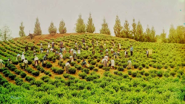 рабочие собирают чай с плантации в Чакви. 1912 год