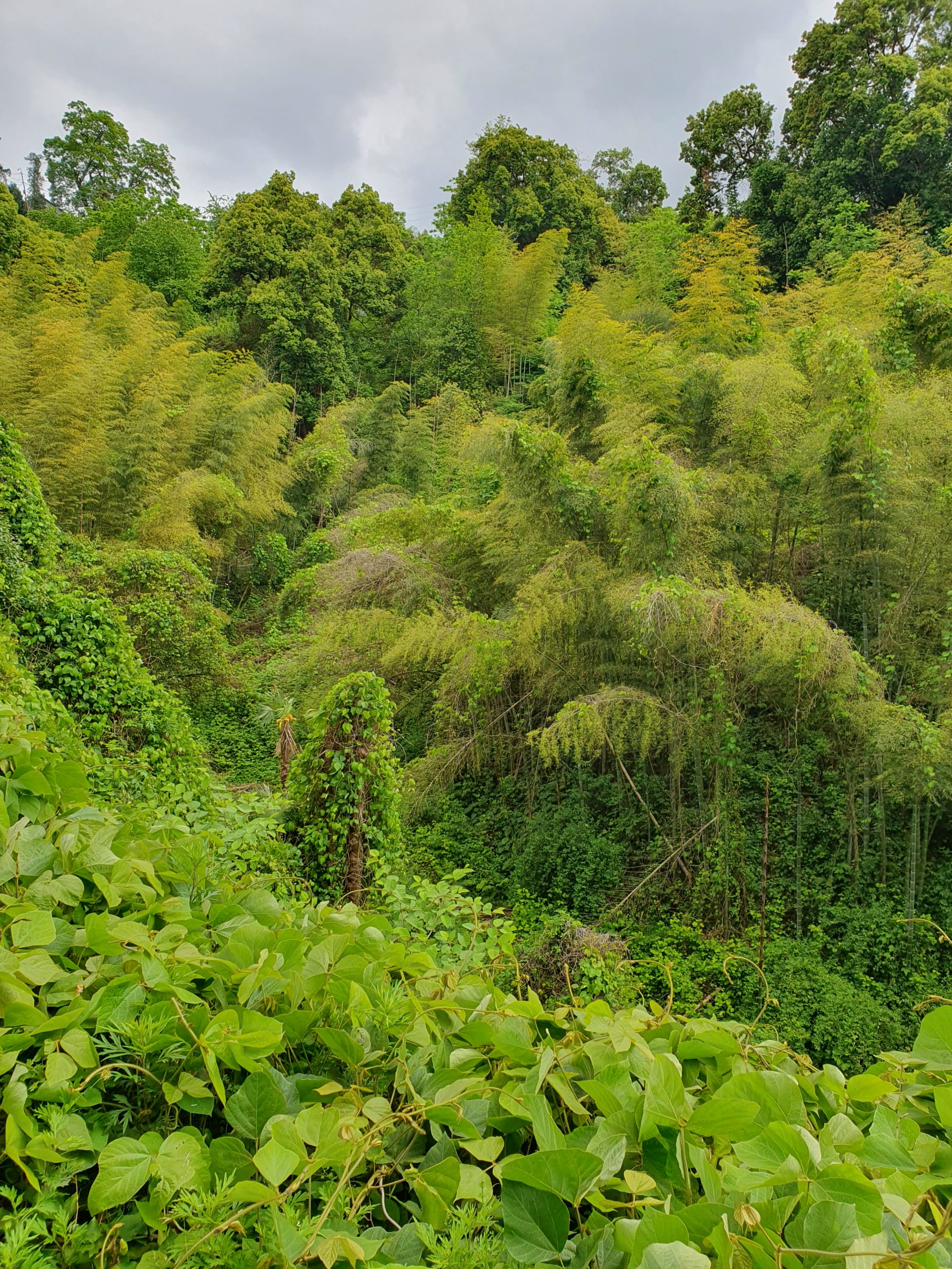 густая растительность в Зелёном Мысу