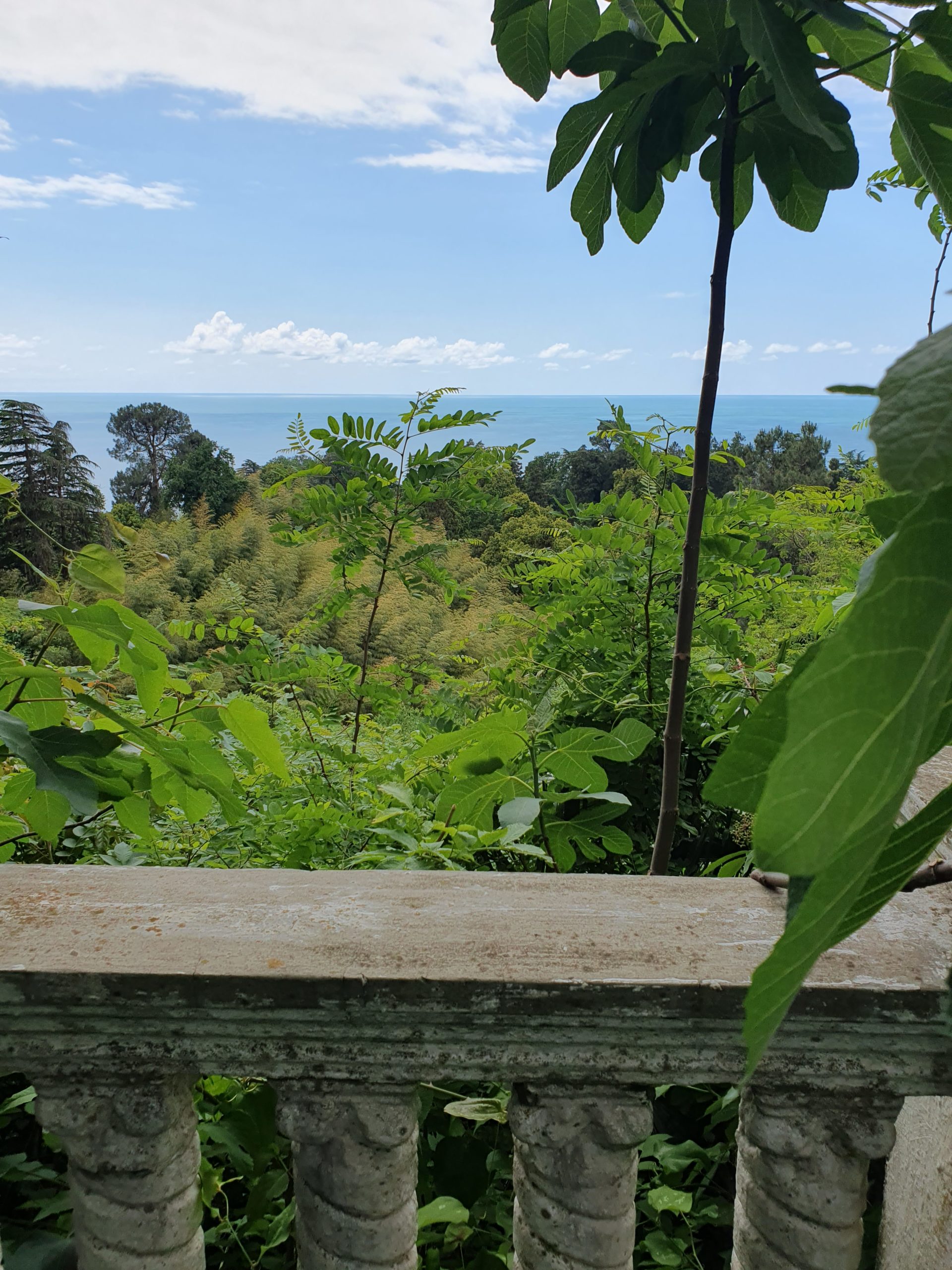 вид на чёрное море среди растительности