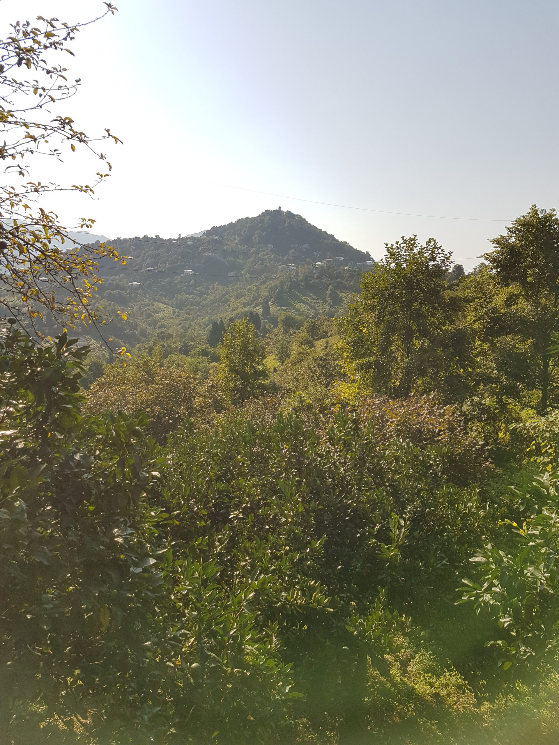 вид на зелёный холм