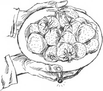 иллюстрация клубники