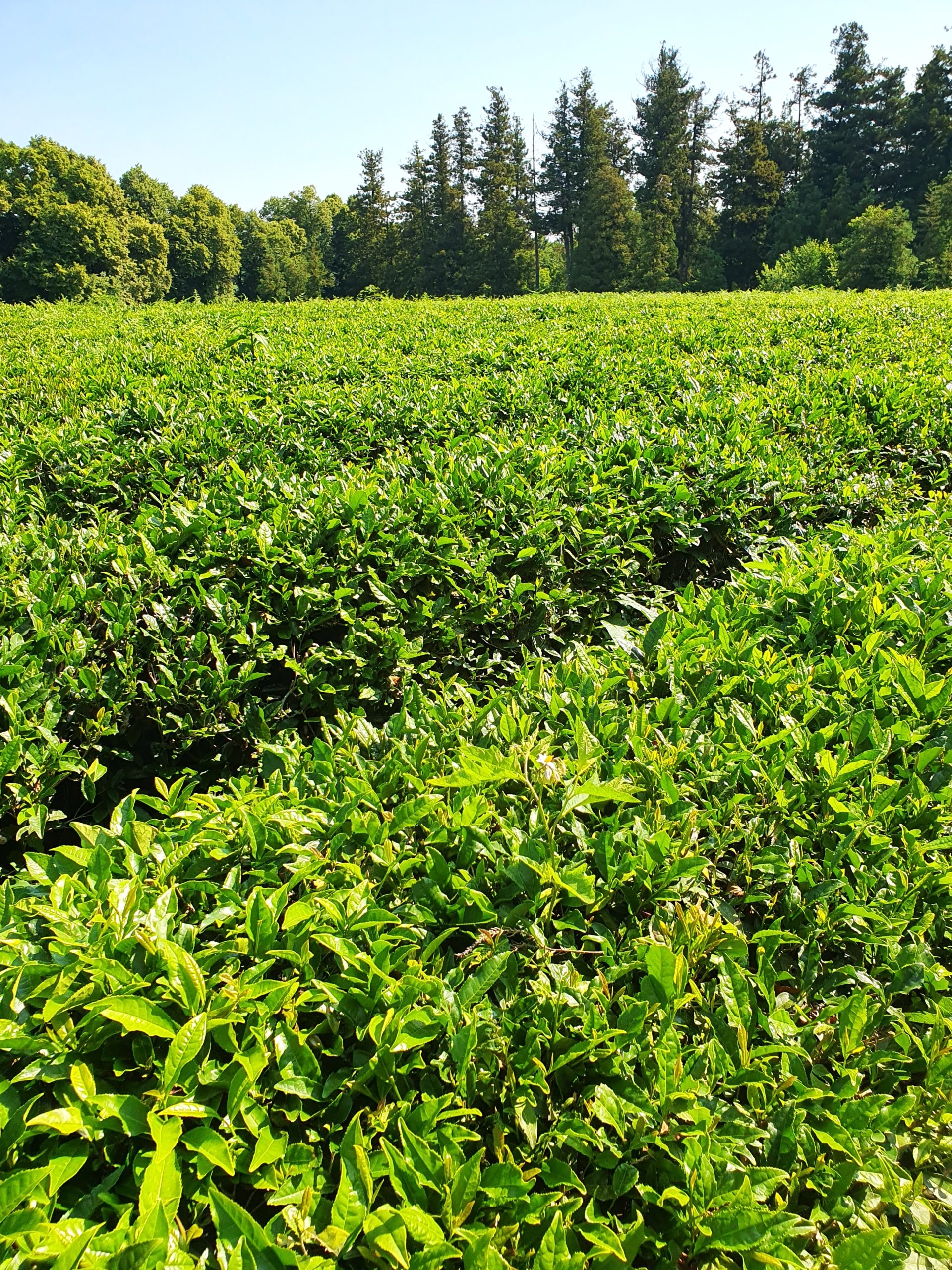 чайные плантации