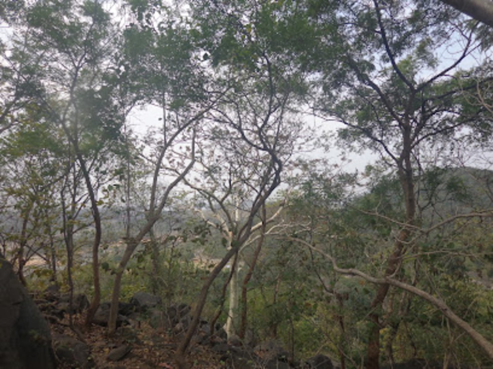 Maithon Jungle