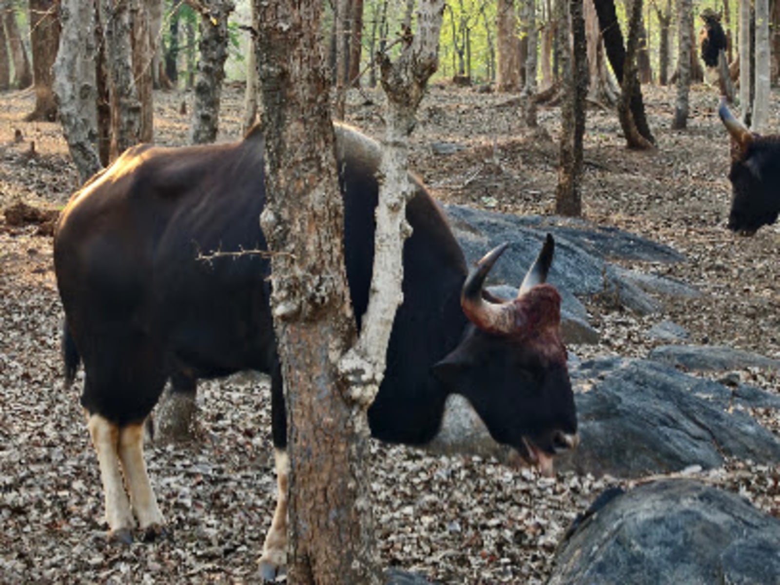 Palamu Tiger Reserve