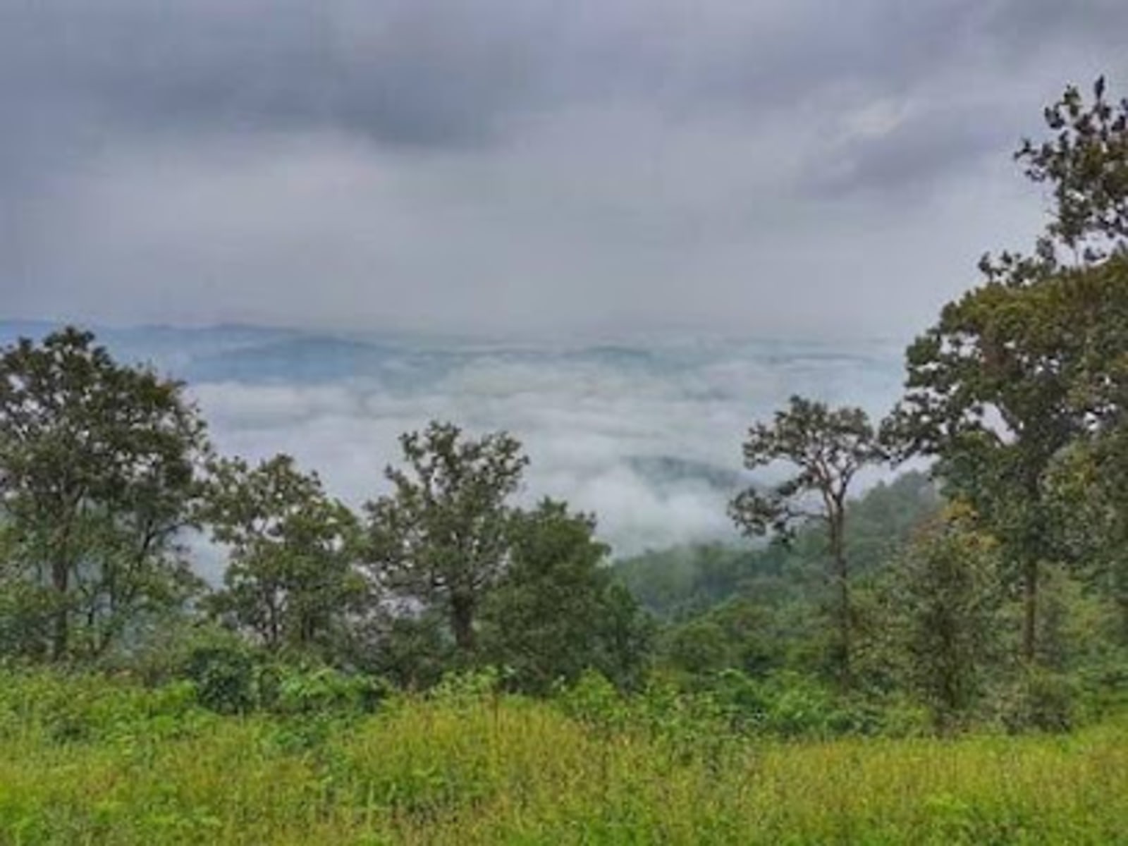 Saranda Forest