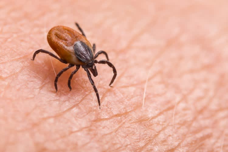 A female deer tick on human skin.