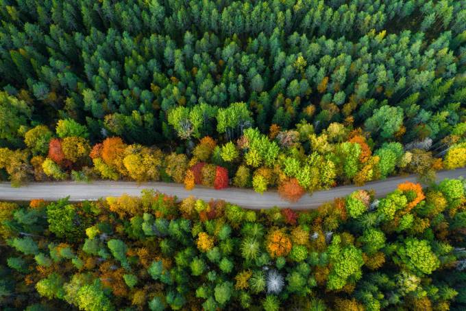 chemin dans la forêt