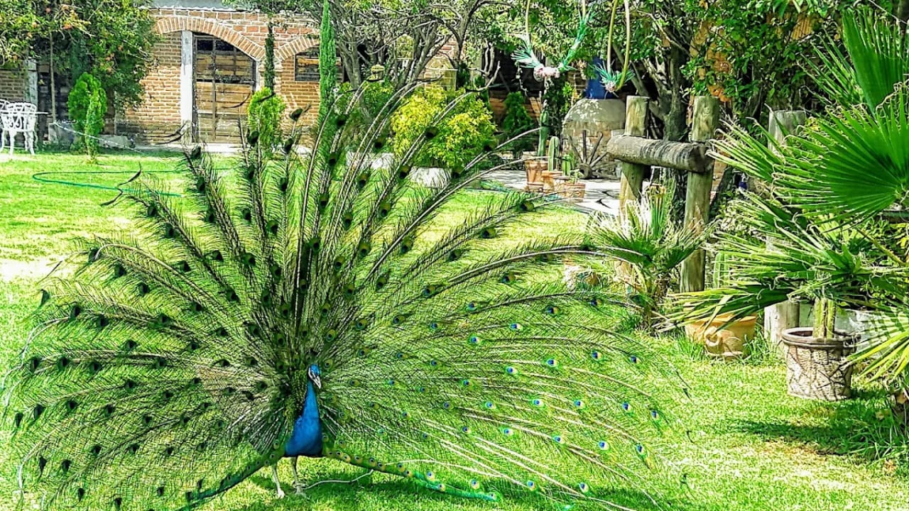 Jardín Rancho Alegre — foto 5