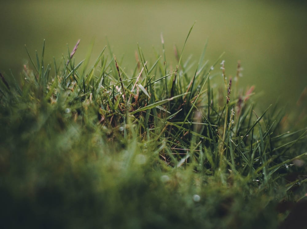 Best Static Grass Applicator Reviewed for 2022