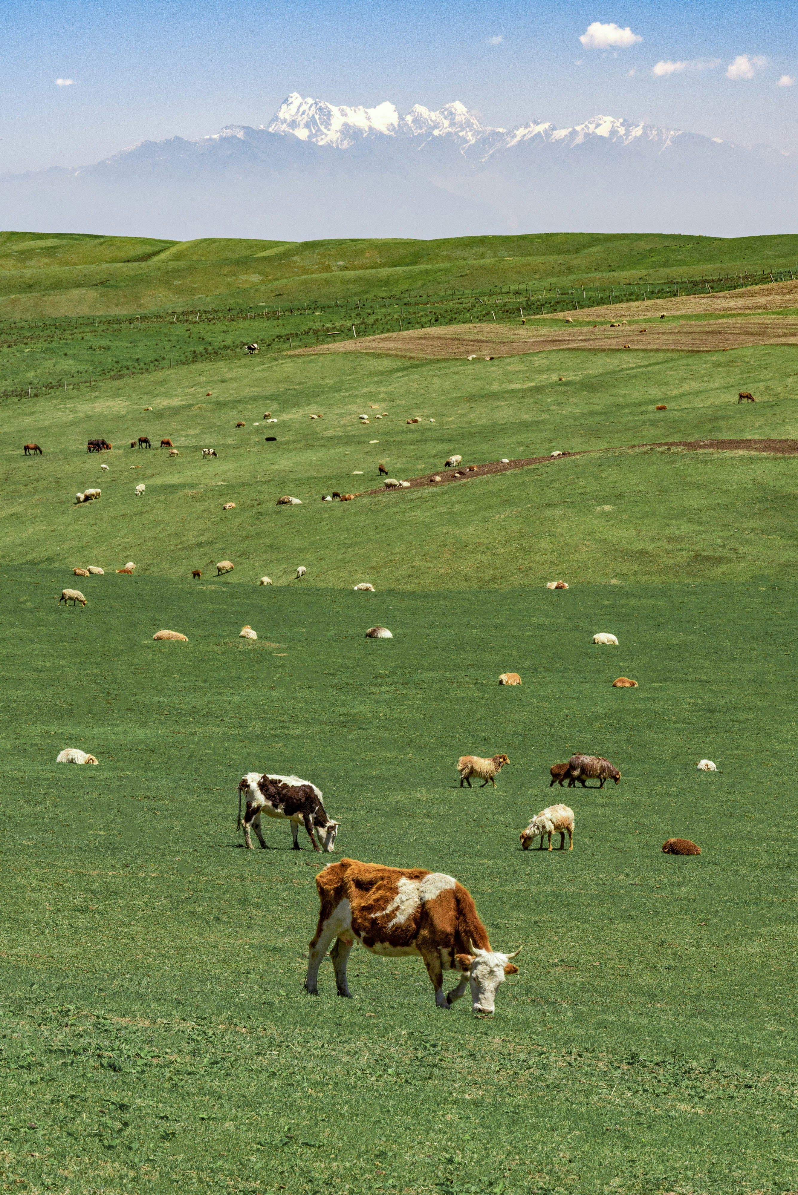 Cows