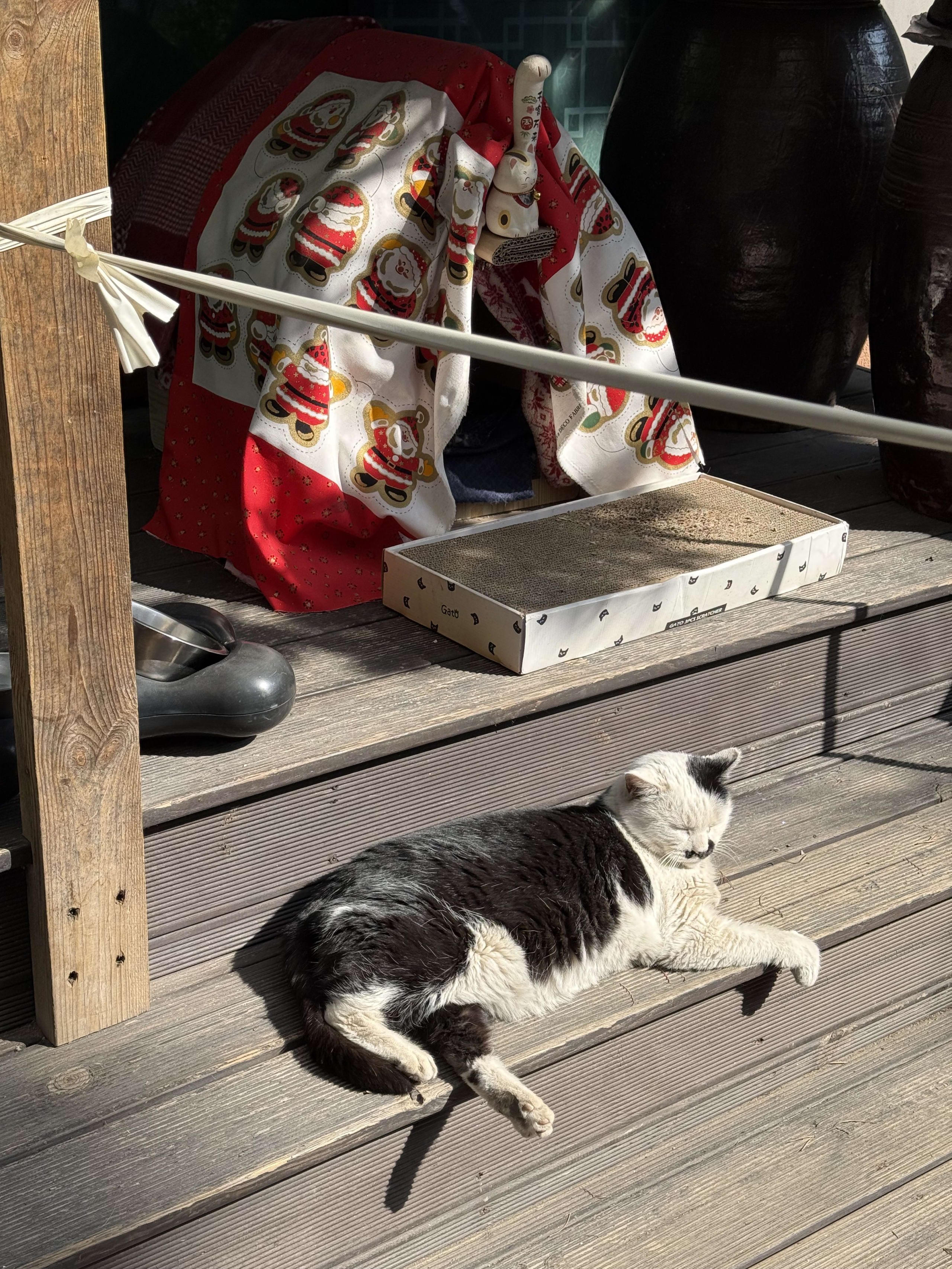 木製デッキで日向ぼっこをする白黒猫。