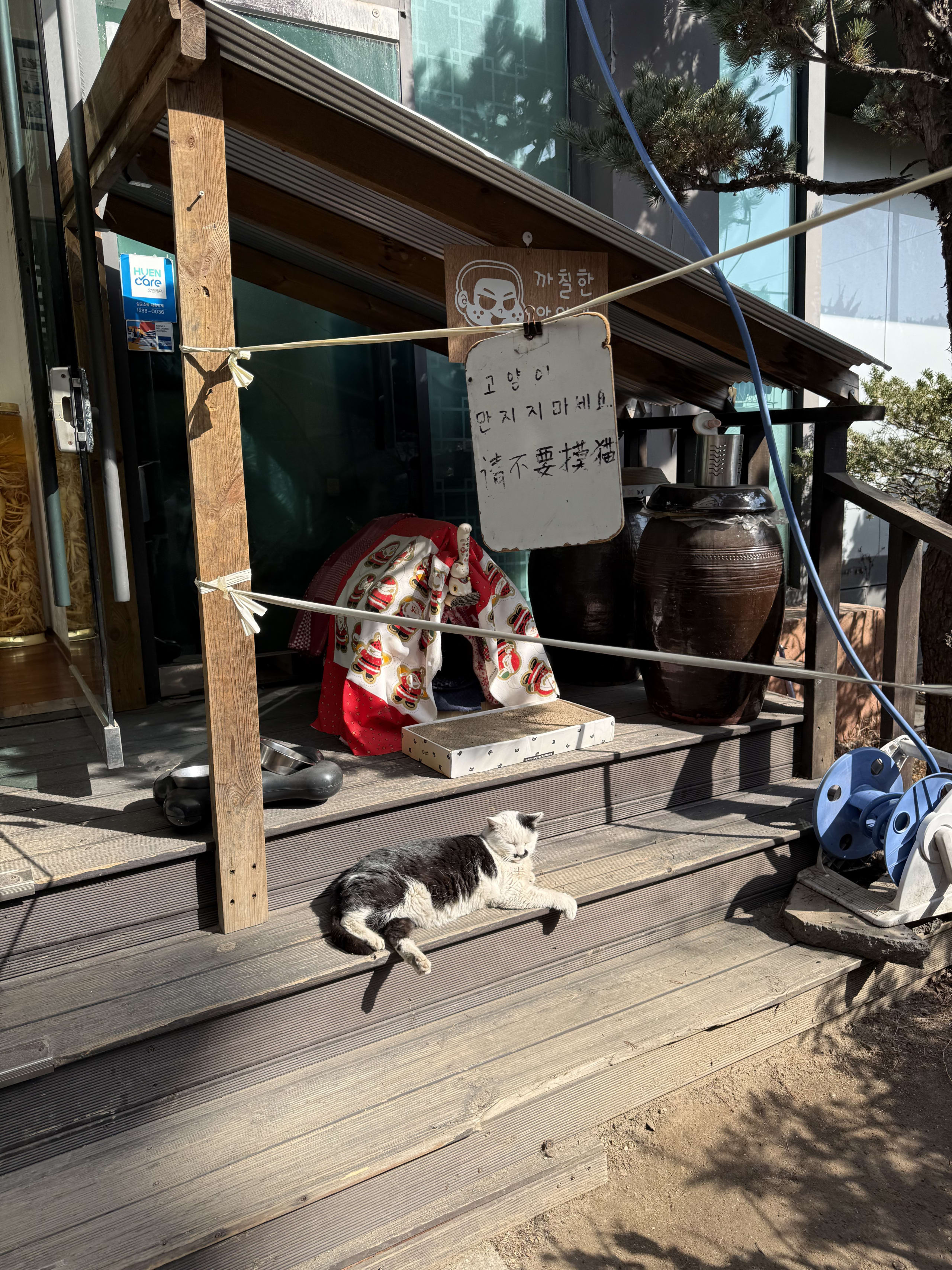 参鶏湯店の前で日向ぼっこをする白黒の猫。