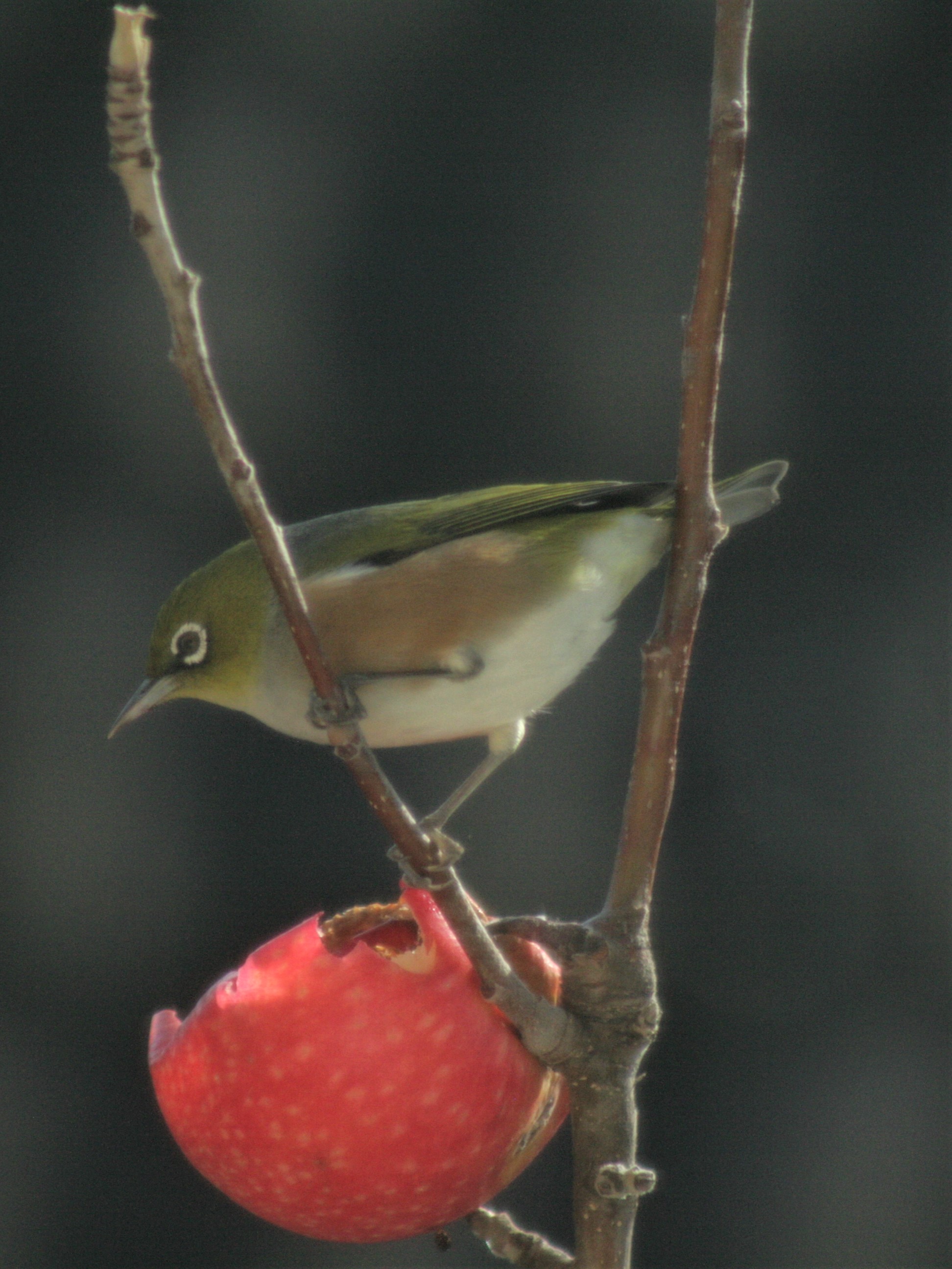 White Eye
