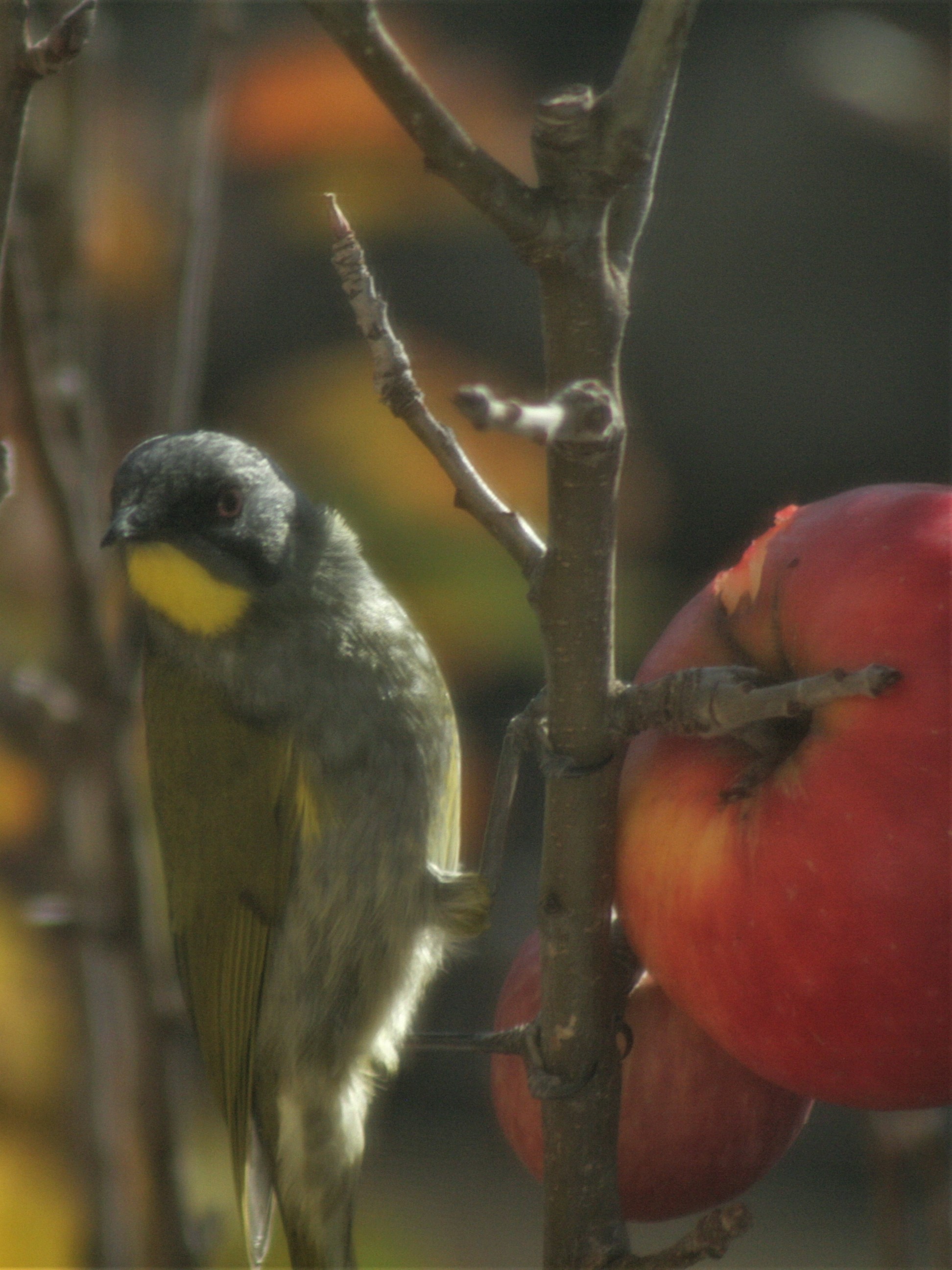 Honeyeater