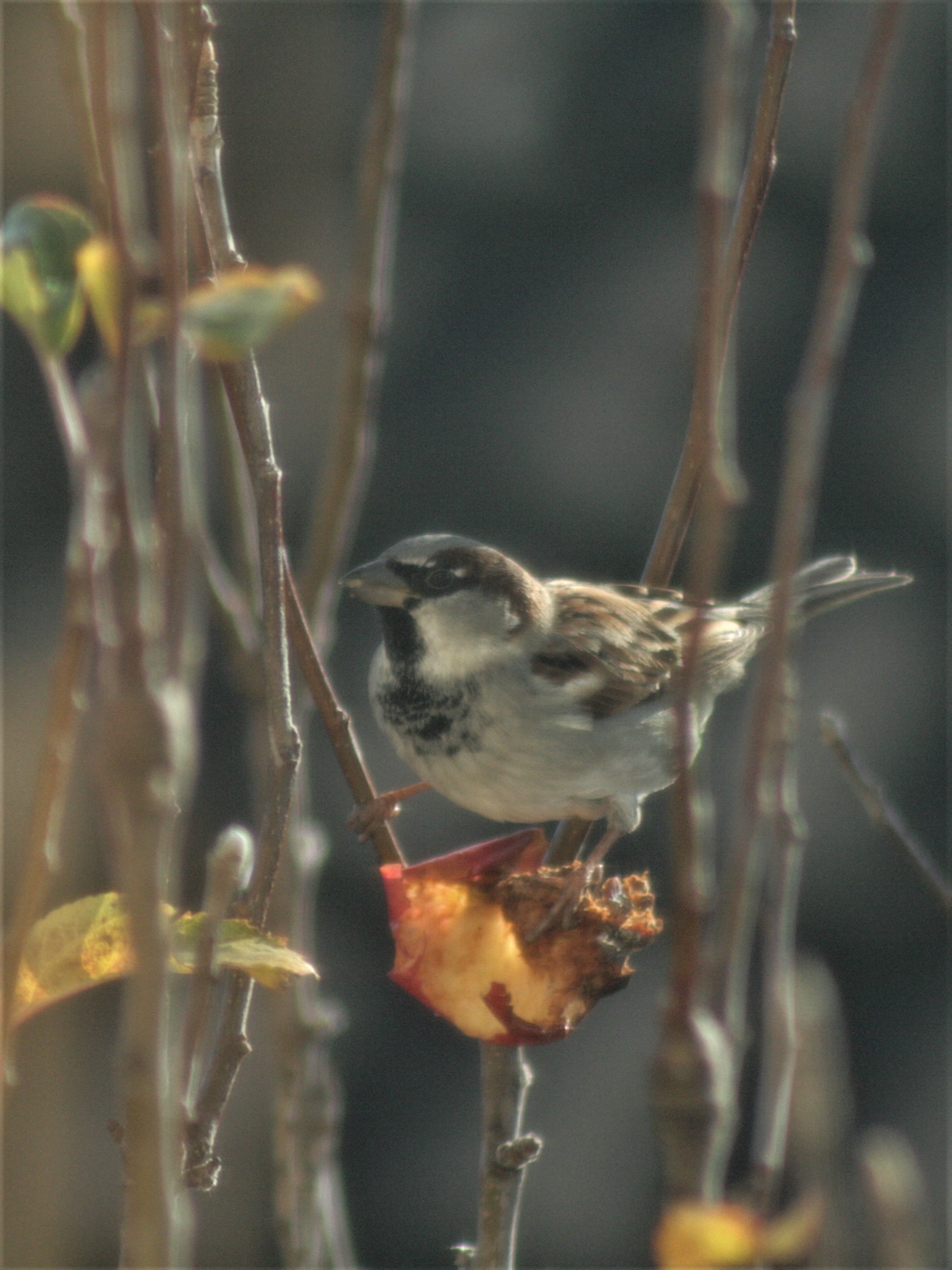 Sparrow