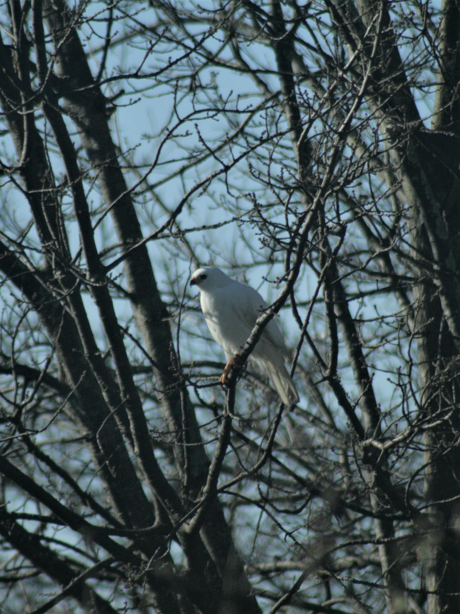 Grey Goshawk