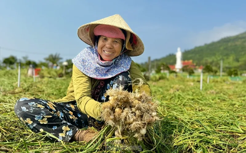 HÀNH TRÌNH VĂN HÓA & BIỂN ĐẢO LÝ SƠN 2 NGÀY 1 ĐÊM