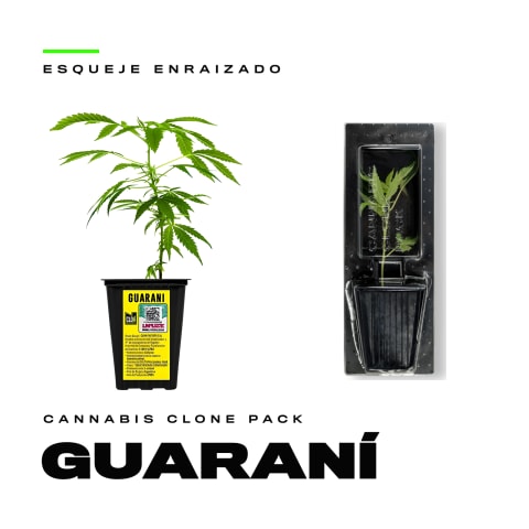 Esqueje Guaraní THC - Sativa 80% - 65 días floración