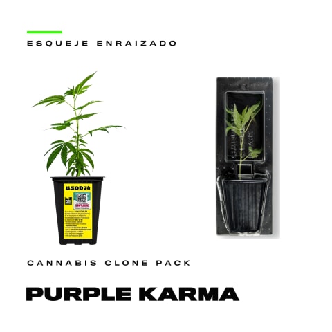 Esqueje Purple Karma clonado certificado