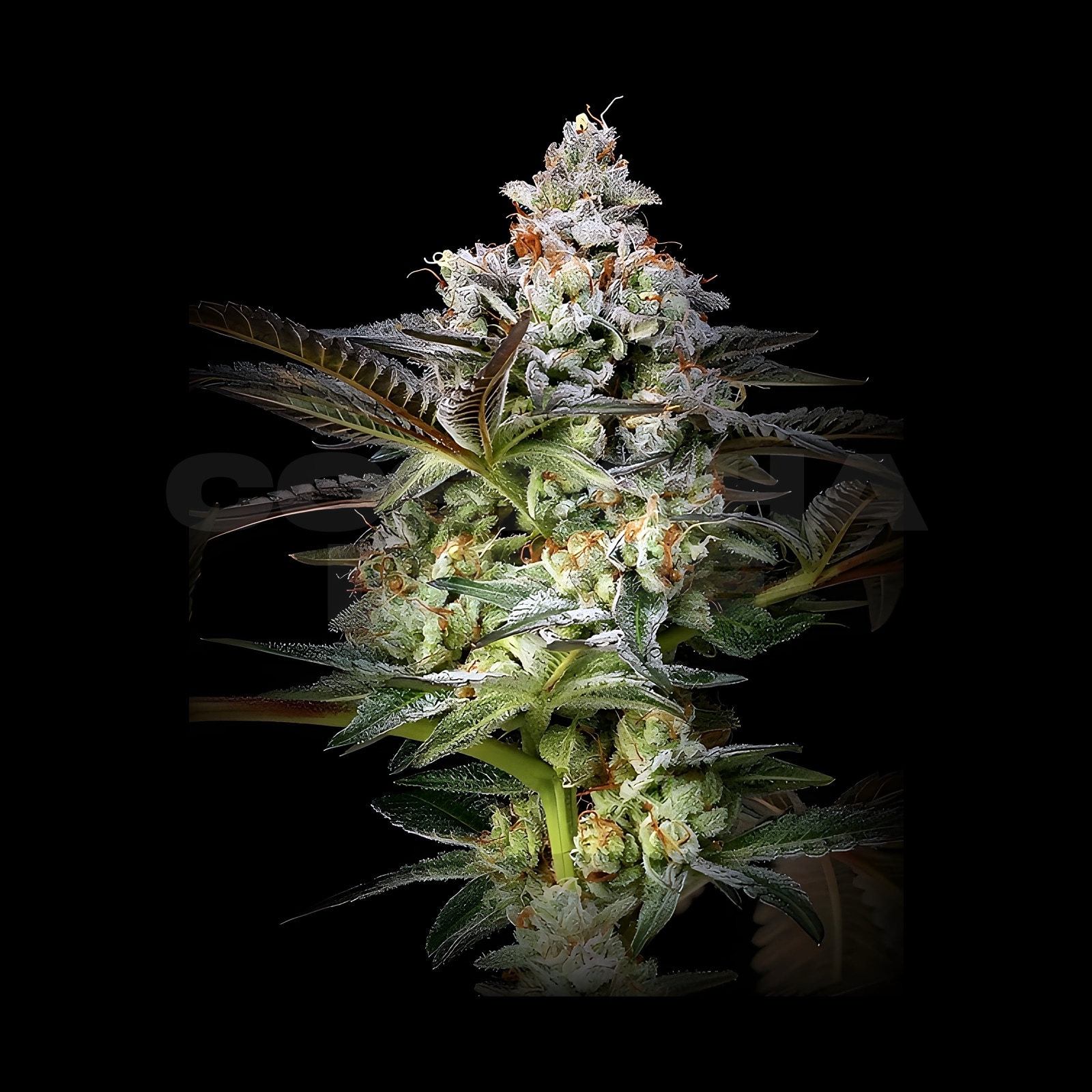 PURPLE PANTHER