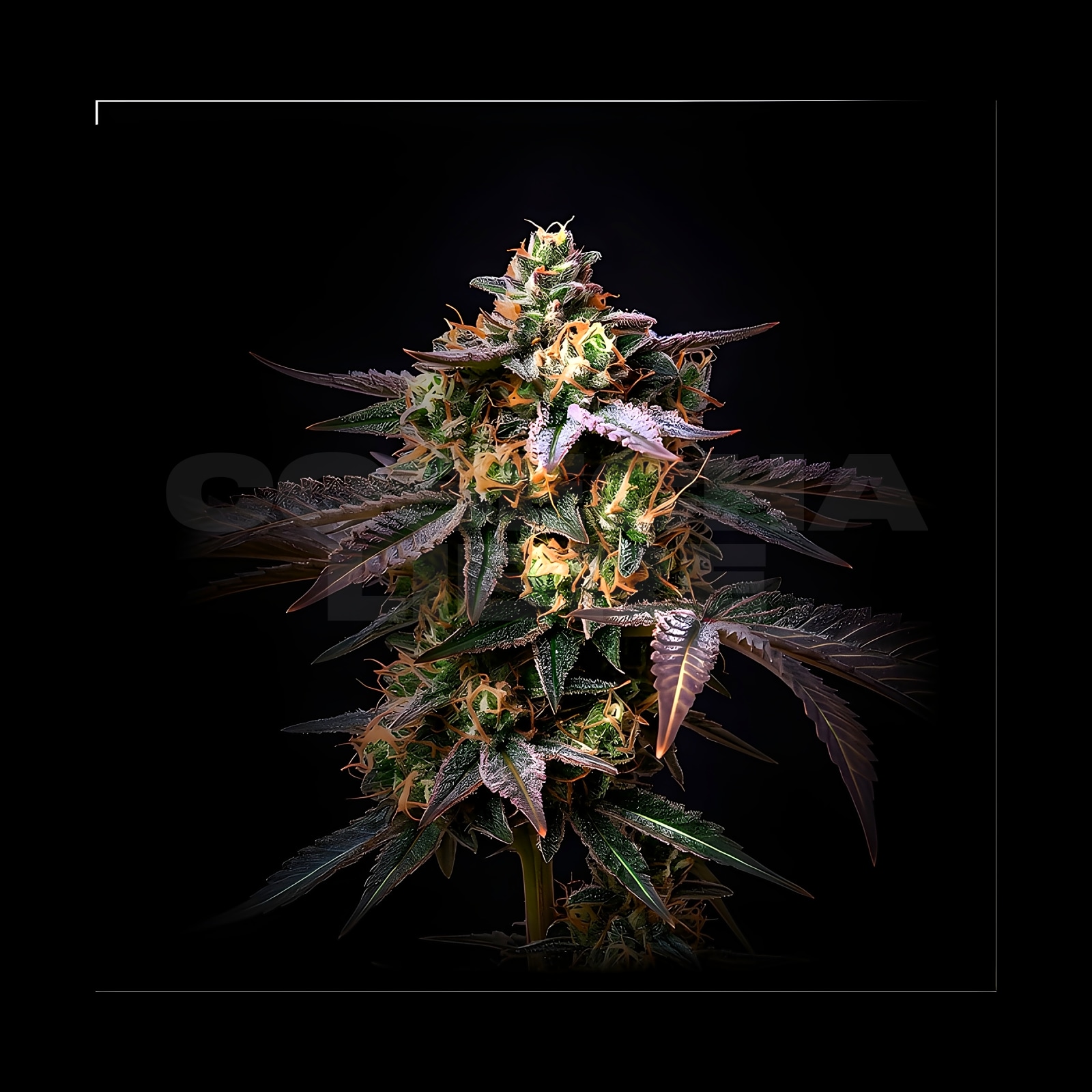 HOLY GRAIL KUSH