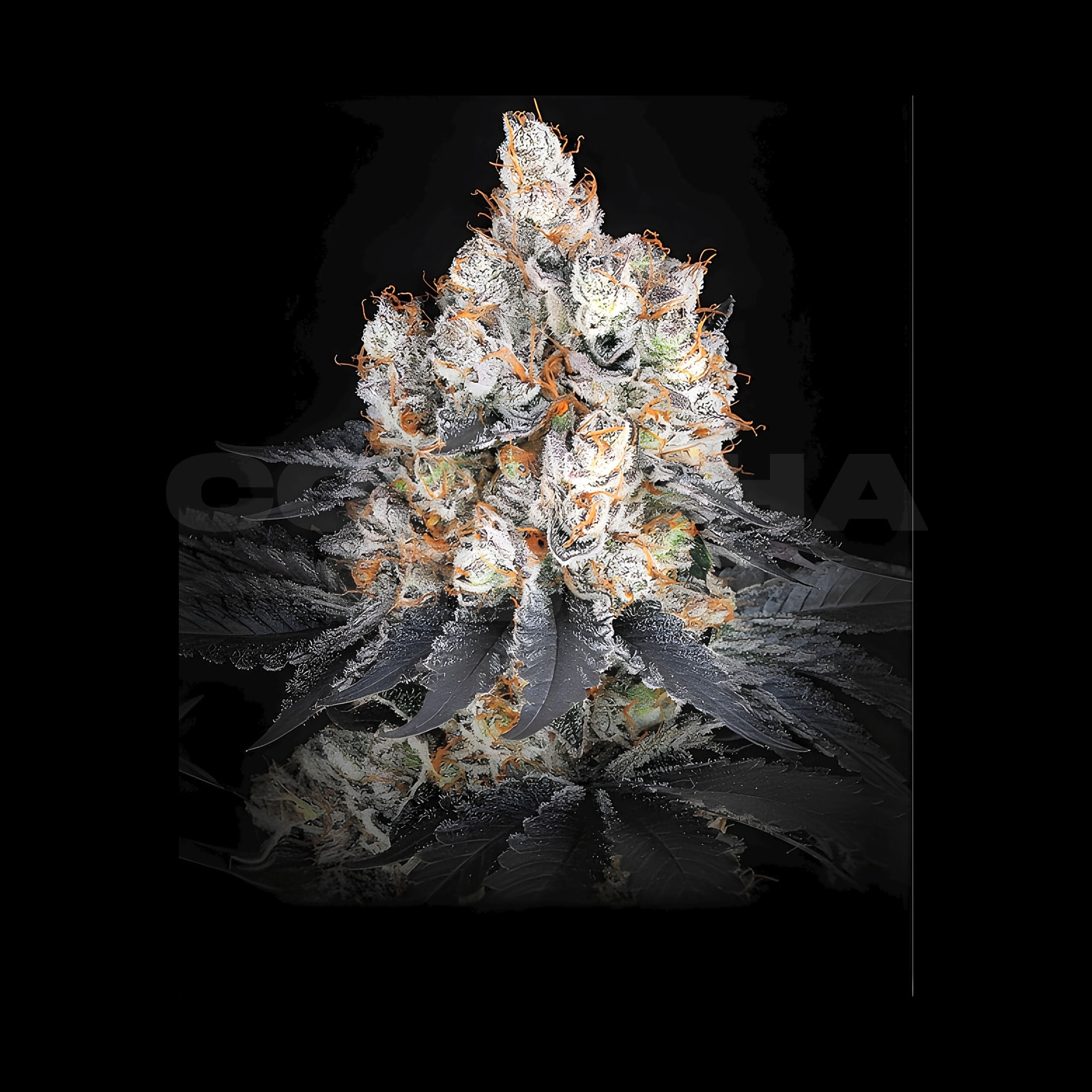 GELATO