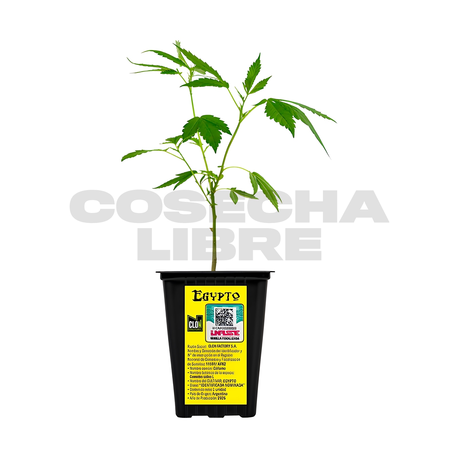 Esqueje Egypto – Indian Seeds