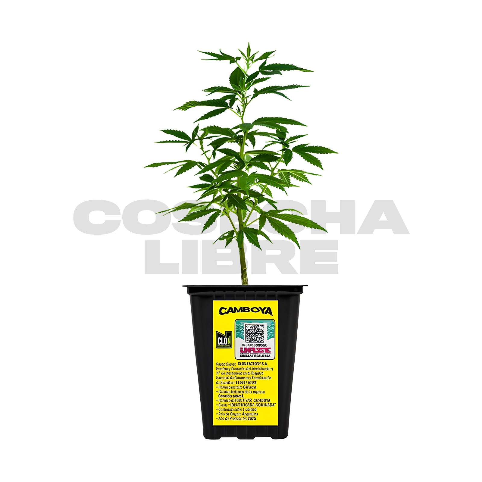 Esqueje Camboya CHR Seeds 