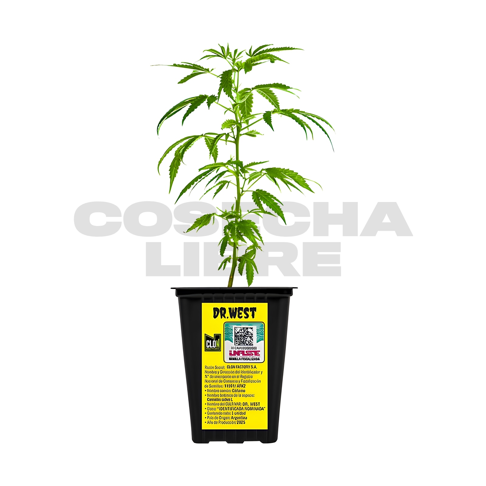 Esqueje Dr. West – Sativa CBD alto, THC bajo