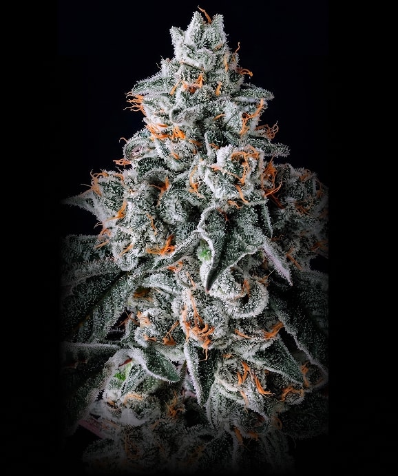 APRICOT MIMOSA