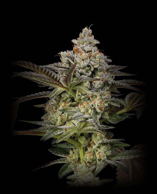 PURPLE PANTHER