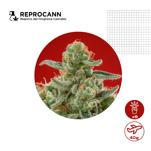 Permiso REPROCANN — qué te habilita el registro de cannabis