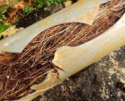 tree roots in pipes