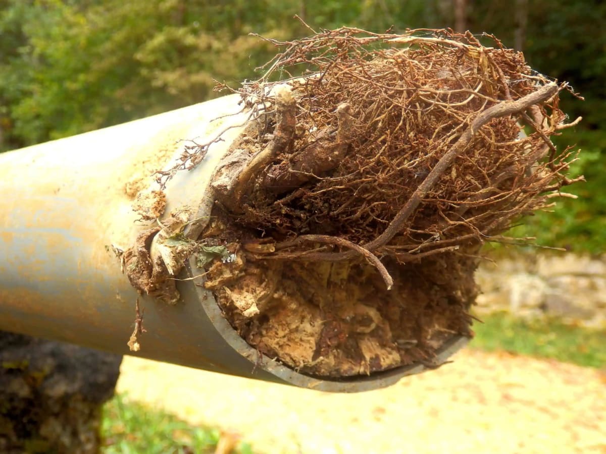 pipe root intrusion