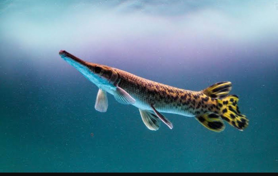 ALIGATOR GAR